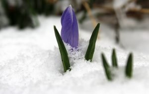 a purple flower peeking shyly from the snow