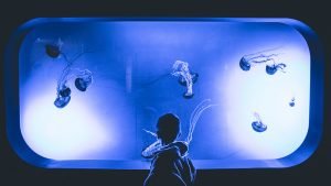 A boy looking at an aquarium filled with jellyfish