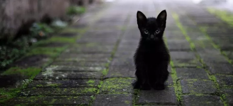 a picture of a black kitten standing outside