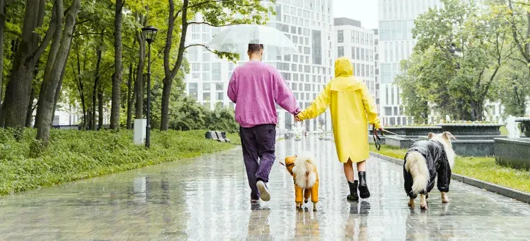 couple walking dogs in the rain